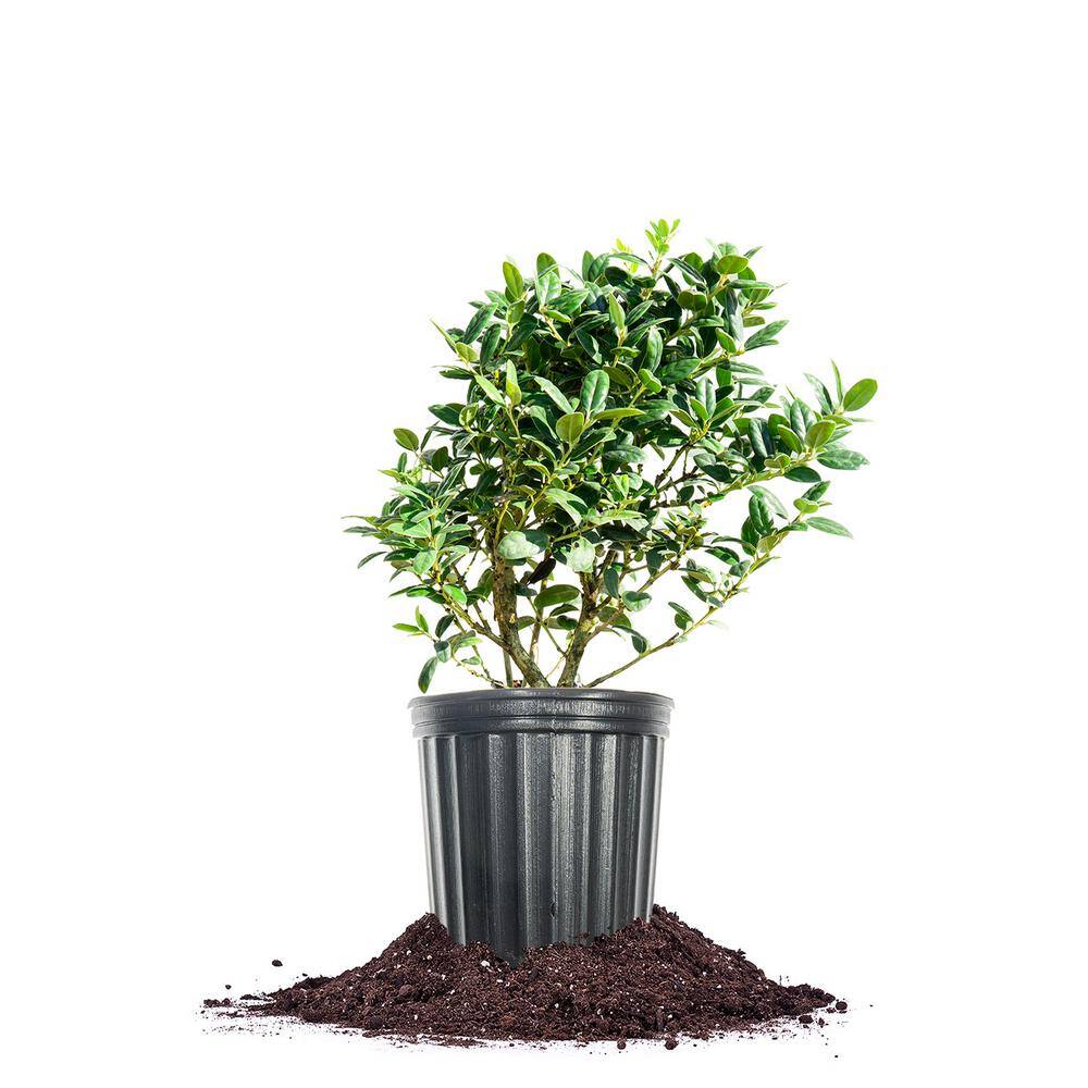 Evergreen Dwarf Burford Holly Shrub in 1 Gal. Grower's Pot THD00036