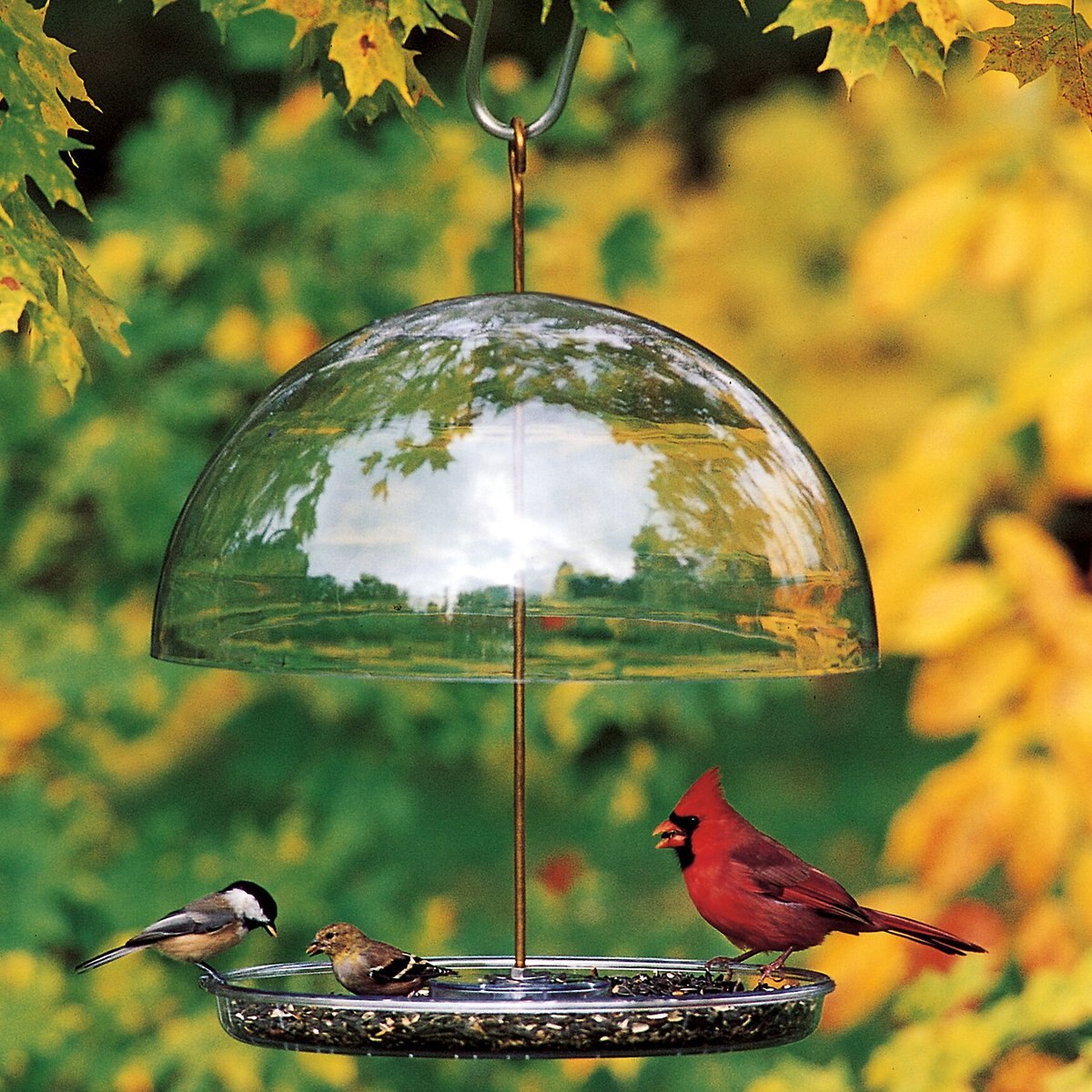 Droll Yankees Dorothy's Cardinal Domed Bird Feeder