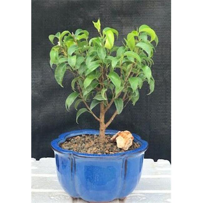 Bonsai Boy of New York b1166 Ficus Benjamina Ficus Too Little Bonsai Treeand#44; Small