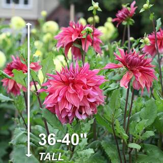 Garden State Bulb #1 Maki Dinnerplate Dahlia Flower Bulbs Bare Roots (Bag of 4) ECS-70-04-01