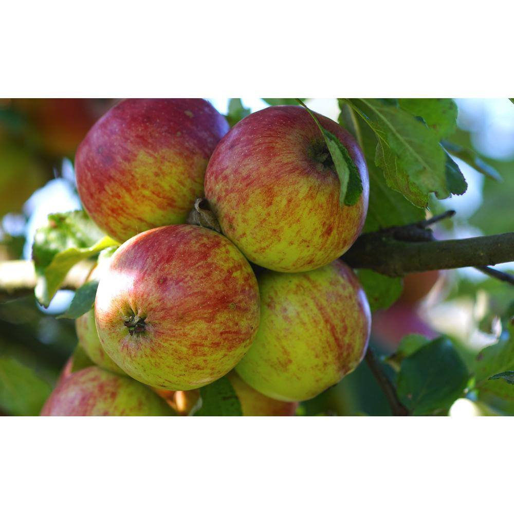 Online Orchards 4-in-1 Apple Jubilee Tree Bare Root CBAP004