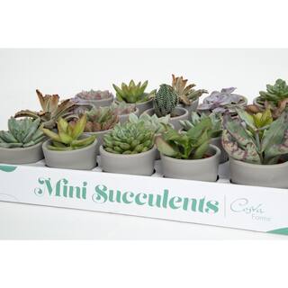 Costa Farms Mini Indoor Succulent Plants in 2 in. Ceramic Pots and Tray Avg. Shipping Height 2 in. Tall (48-Pack) CO.2SUCTRAY48