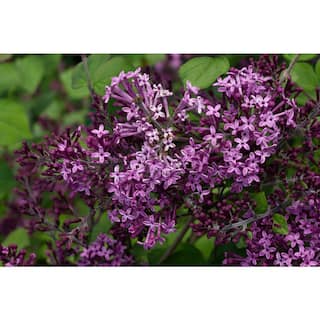 PROVEN WINNERS 2 Gal. Bloomerang Dark Purple Reblooming Lilac (Syringa) Live Shrub with Deep Purple Flowers PWSPA2BLM1PK