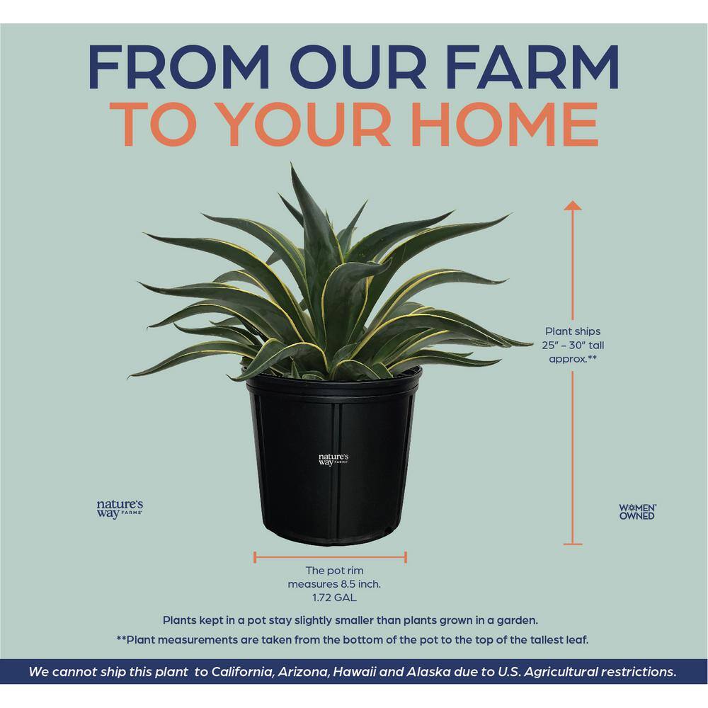 NATURE'S?WAY FARMS Agave Desmettiana Variegated Live Outdoor Plant Growers Pot Average Shipping Height 2-3 Ft. Tall 20112