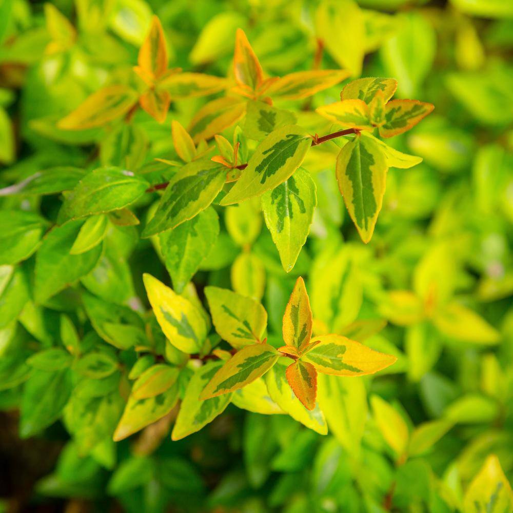 SOUTHERN LIVING 2 Gal. Kaleidoscope Abelia Plant with Chameleon-like Foliage that Blooms White Flowers 14411