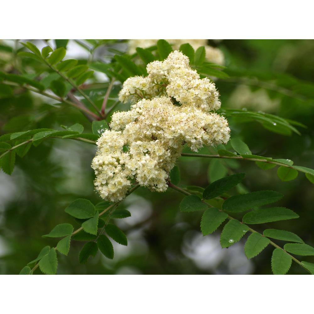 Online Orchards Rowan Mountain Ash Tree (Bare Root 3 ft. to 4 ft. Tall) SHMA001