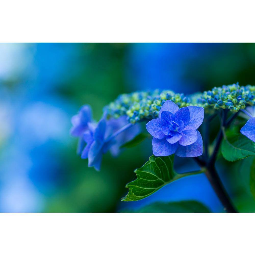 Online Orchards 1 Gal. Let's Dance Rhythmic Blue Hydrangea Shrub Reblooming Skyblue Flowers SBHD001
