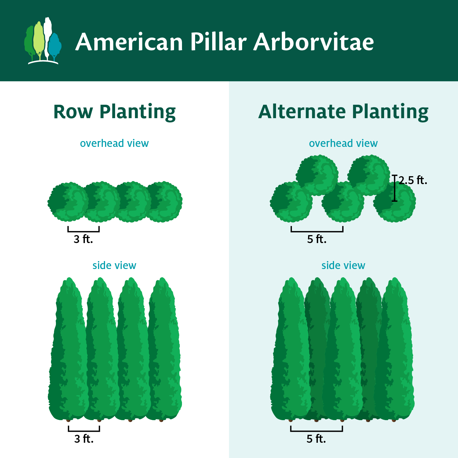 Full Speed A Hedge® American Pillar Arborvitae