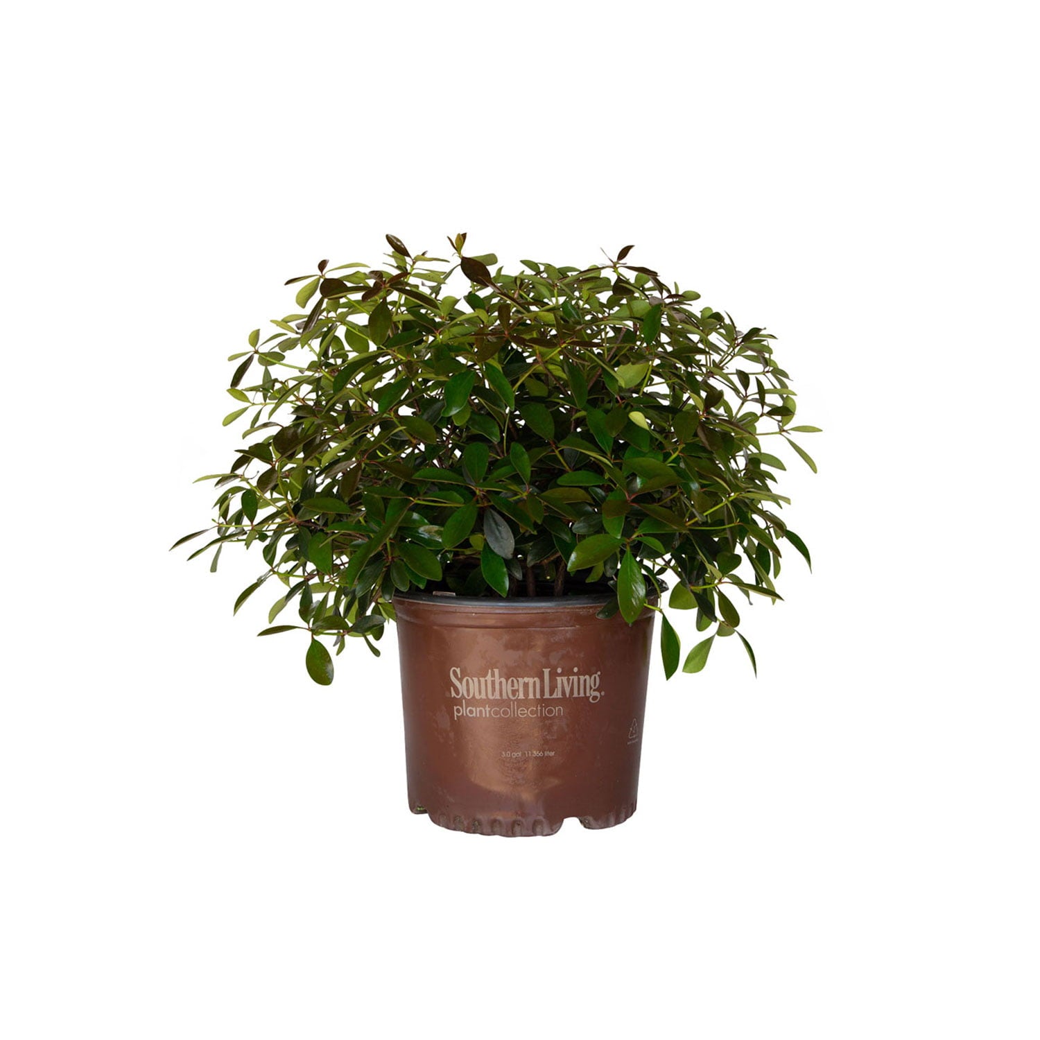 LeAnn Cleyera (3 Gallon) Medium-Sized Evergreen Shrub with Glossy Foliage - Full Sun to Part Shade Live Outdoor Plant - Southern Living Plant Collection