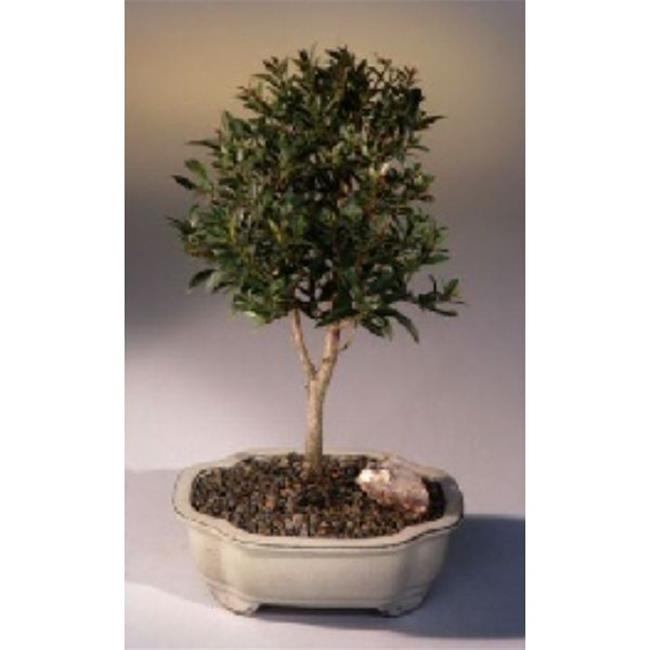 Bonsai Boy e1904 Flowering Brush Cherry Tree - Eugenia Myrtifolia - Medium