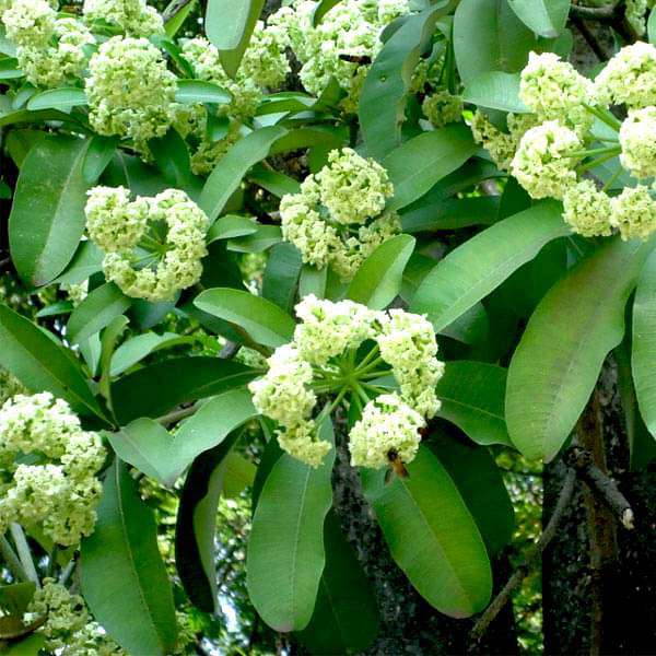 Alstonia Scholaris, Ditabark - 0.5 kg Seeds