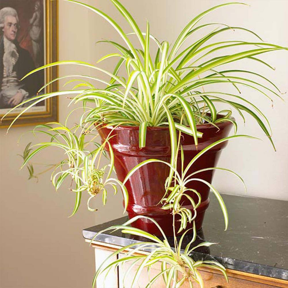 Spider Plant 6 in. Pot (2-Pack) THD100007