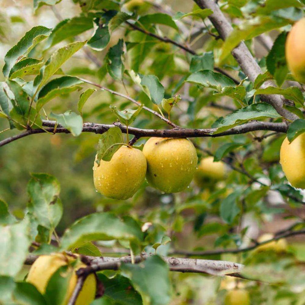 5 gal. Ein Shemer Apple Tree APPEIN05G