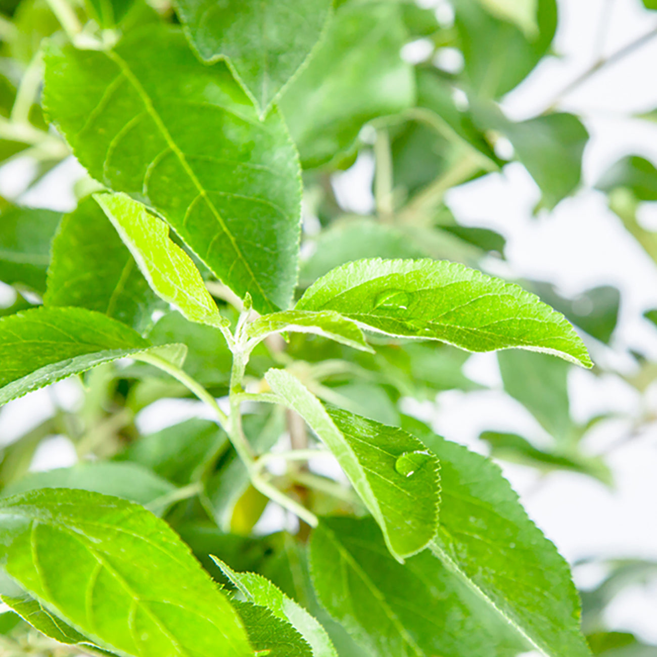 5 Gal. Anna Apple Tree - Self-Pollinating - Low Chill Hour Producer