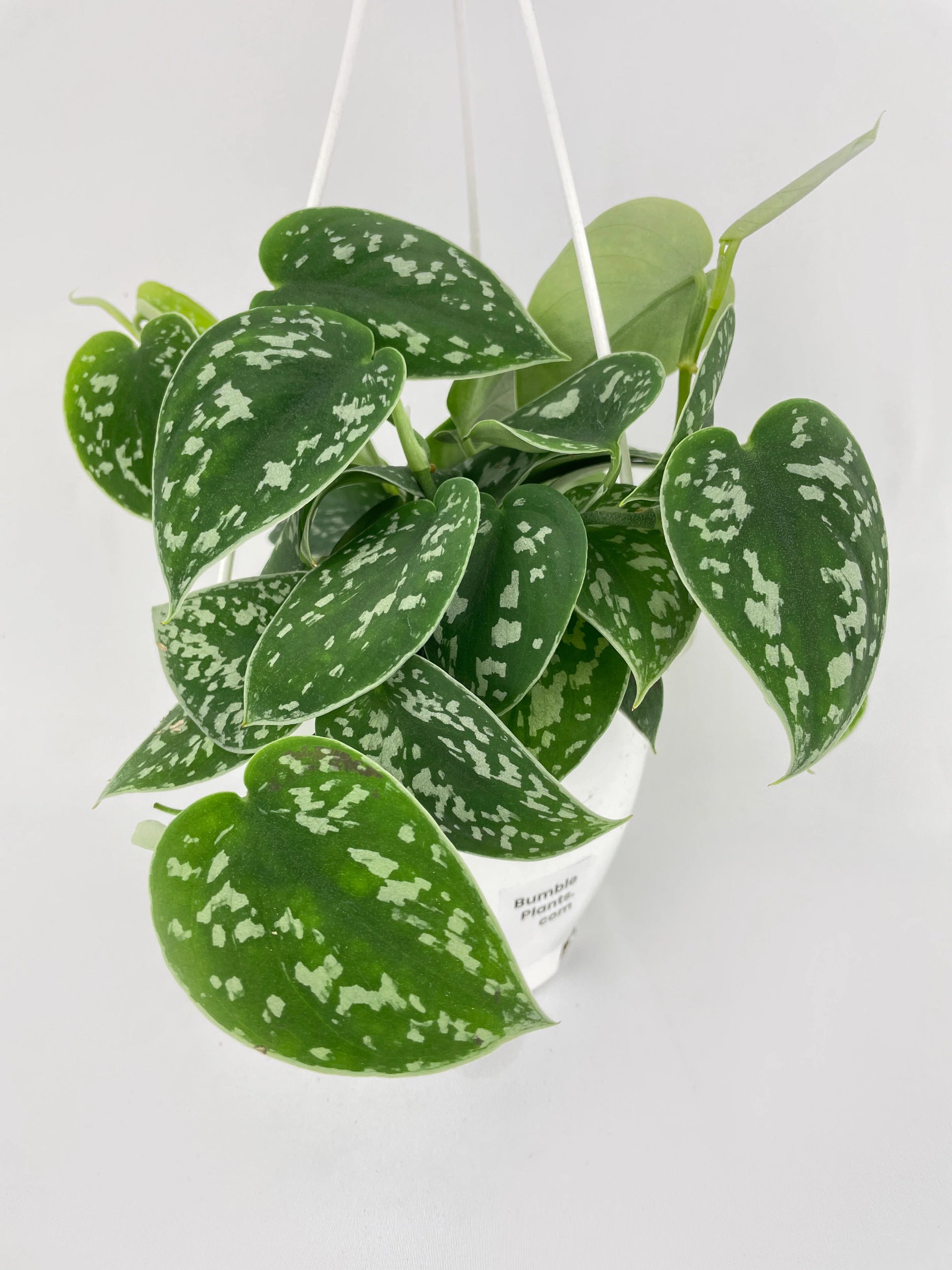 Scindapsus Pictus 'Argyraeus' Satin Pothos