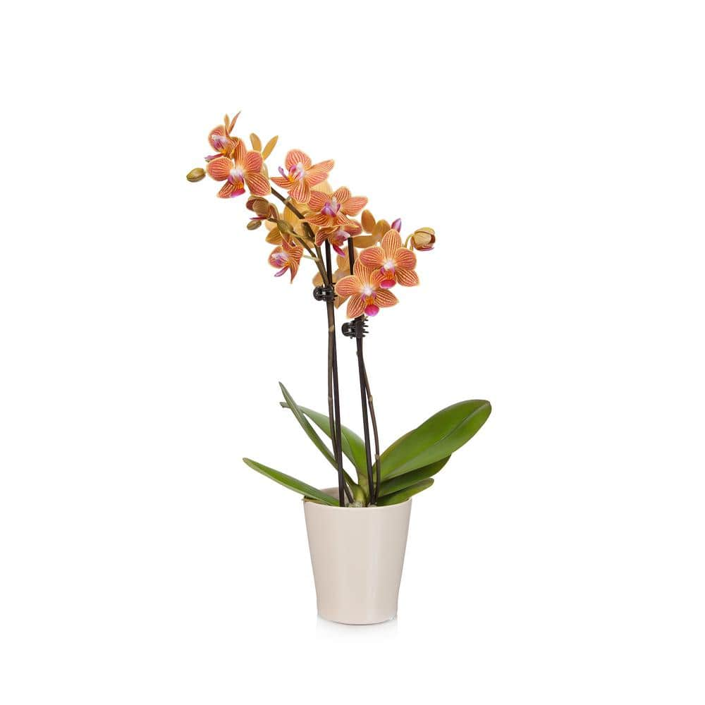 Just Add Ice Salmon 3 in. Charming Orchid Plant in Ceramic Pot 312111