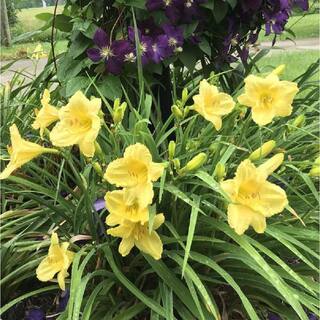 Pure Beauty Farms 2 Gal. Hermocallis Daylily Assorted Color in 12 in. Growers Pot BOPIS3458