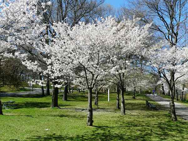 Yoshino Cherry Tree