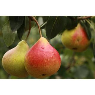 Online Orchards Dwarf Comice Pear Tree Bare Root FTPR002