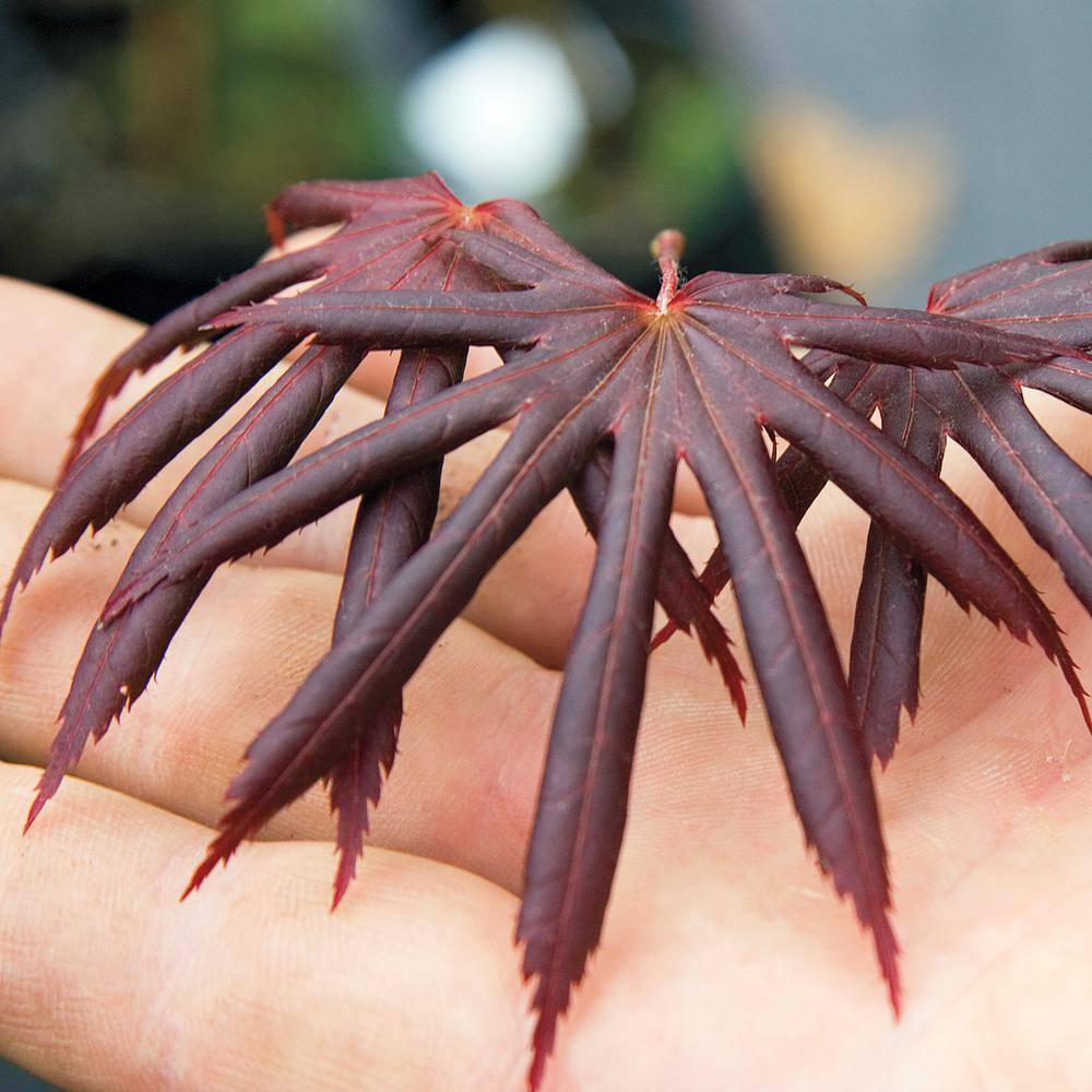 Spring Hill Nurseries Red Dragon Japanese Maple Potted Ornamental Tree (1-Pack) 91655