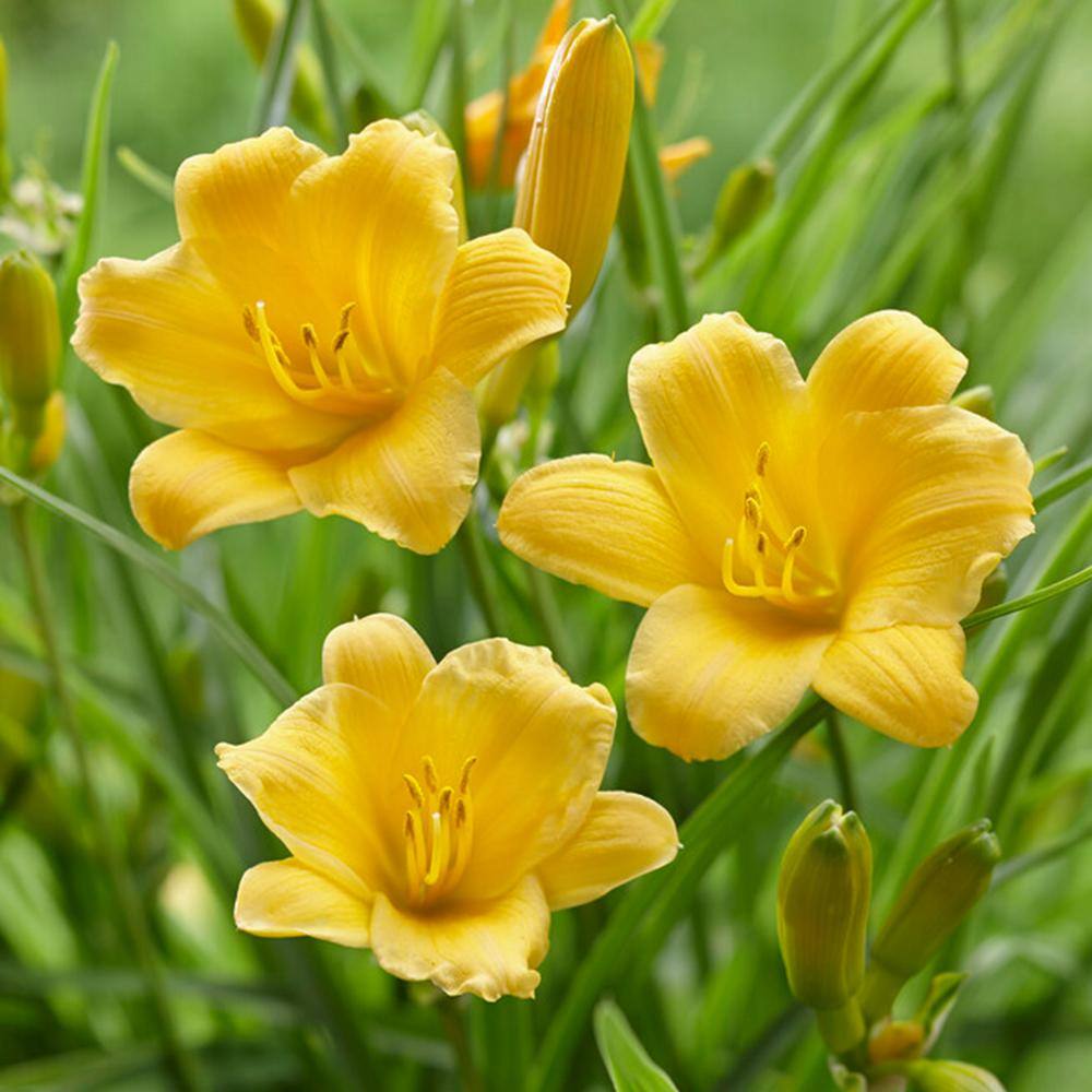 Garden State Bulb 1-Year Yellow Stella D'oro Daylily Flower Bulbs (Bag of 30) ECS-62-30-03