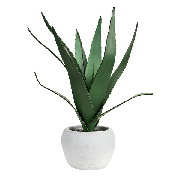 Aloe Plant in White Cement Pot