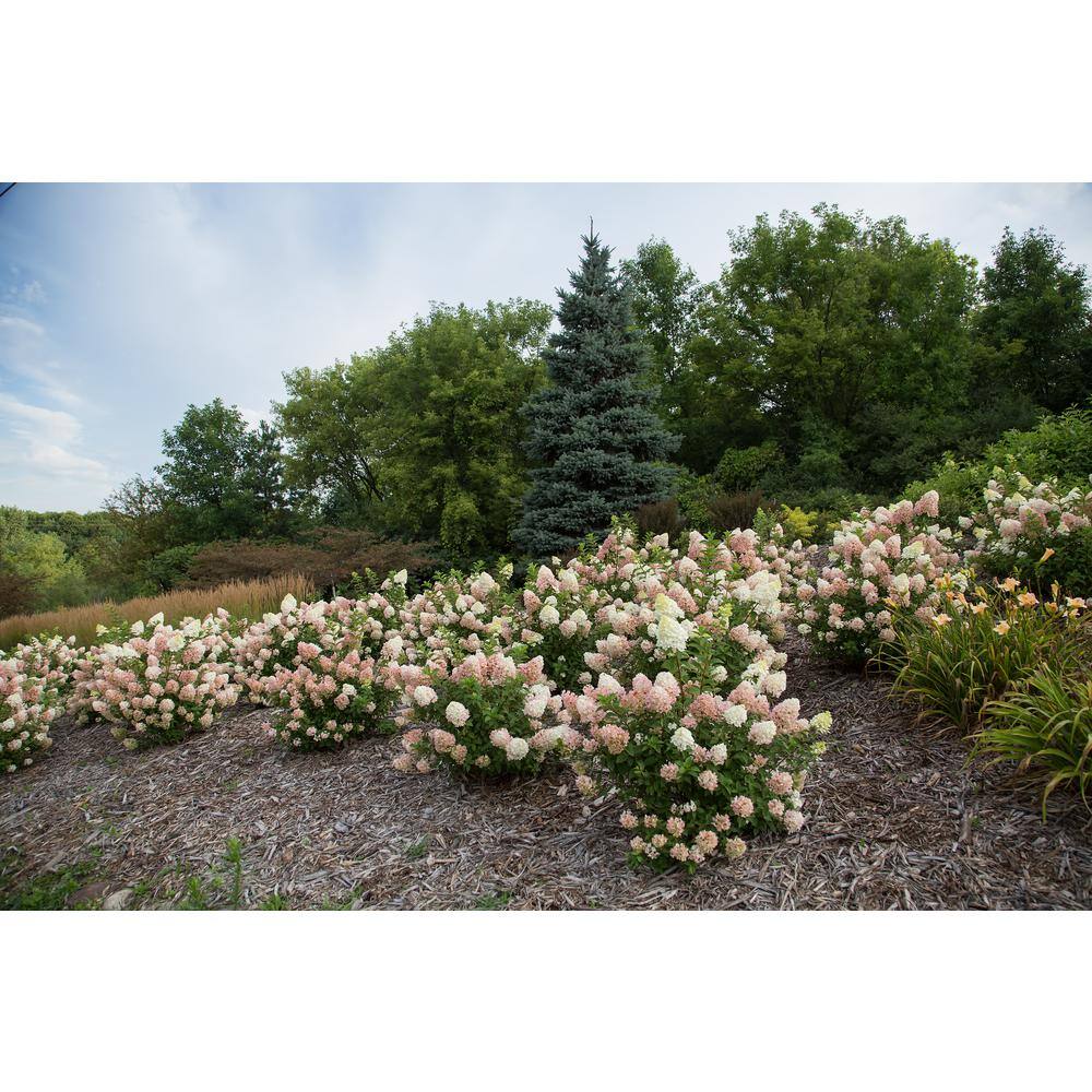 FIRST EDITIONS 3 Gal. Strawberry Sundae Panicle Hydrangea Flowering Shrub with White to Pink Flowers FEHYD3HSS1PK
