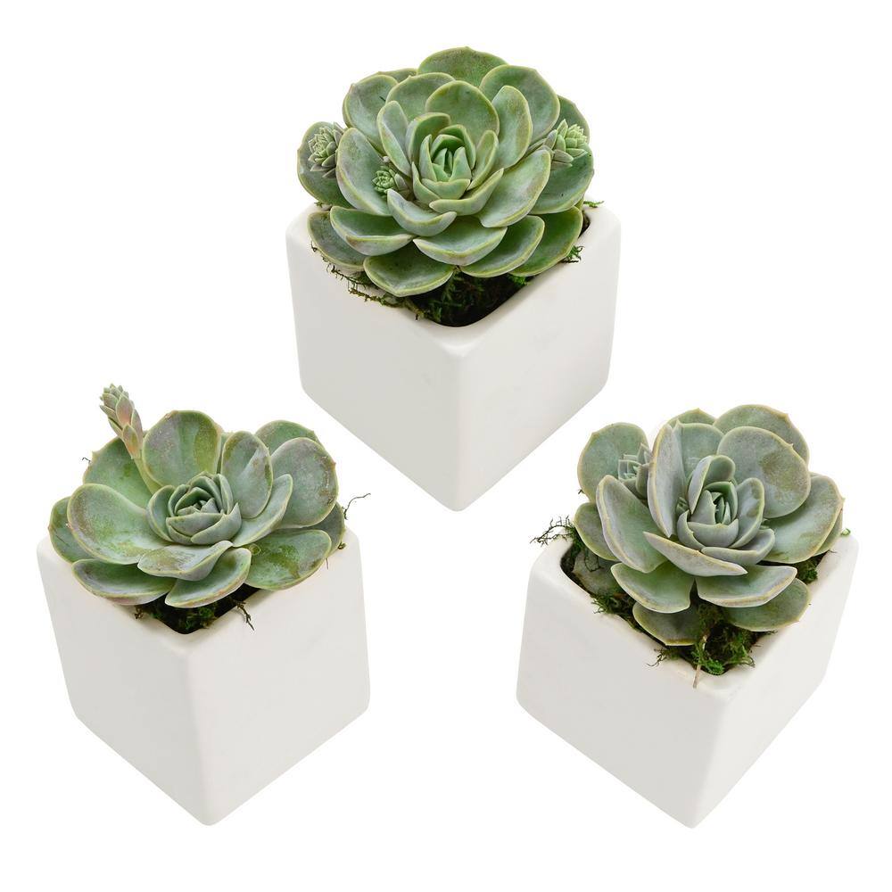 Arcadia Garden Products Cube 3-1/2 in. x 4 in. Matte White Ceramic Wall Planter (3-Piece) WP20