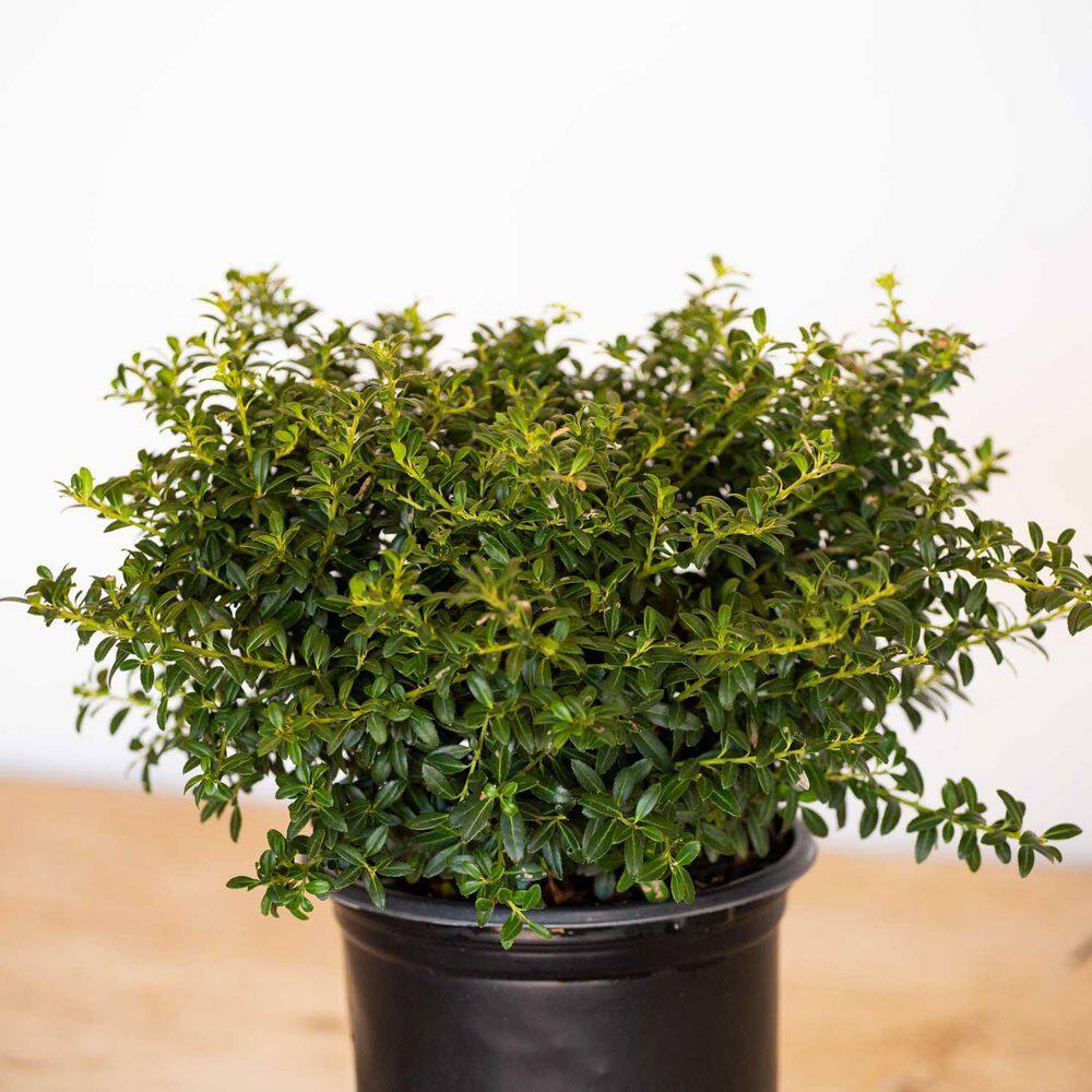 FLOWERWOOD 2.5 Qt. Soft Touch Holly(Ilex) Live Evergreen Shrub Finely Textured Green Foliage 3118Q