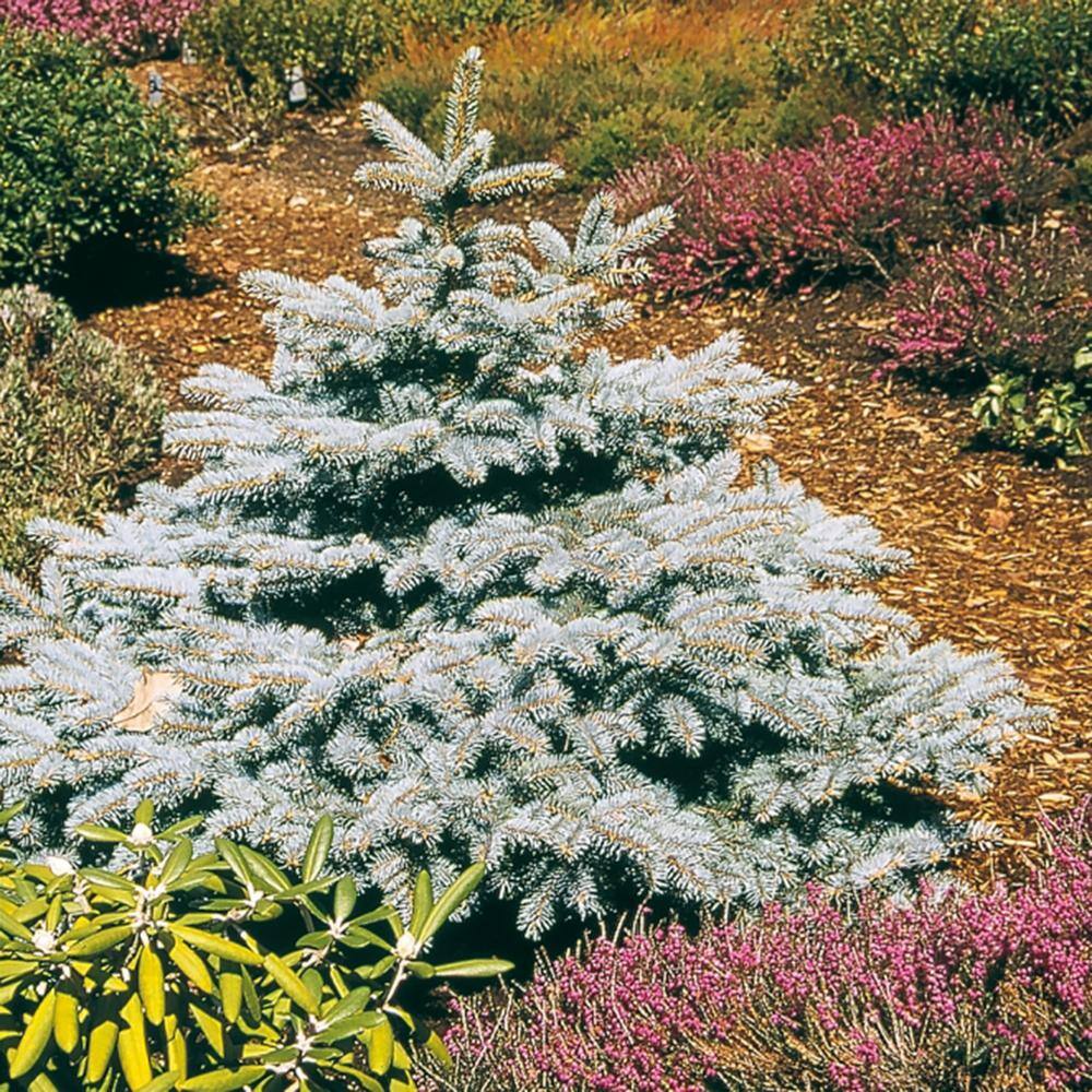 FLOWERWOOD 2.5 Qt Baby Blue Colorado Spruce Live Evergreen Tree 4722Q
