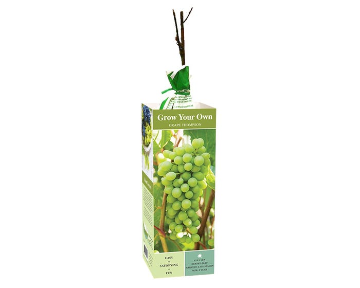 Van Zyverden Inc. Grape Thompson - seedless white 00814