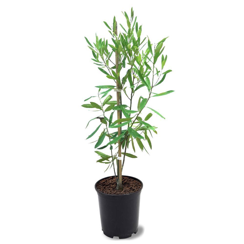 1 Gal. Dahoon Holly Evergreen Tree HOLDAH01G