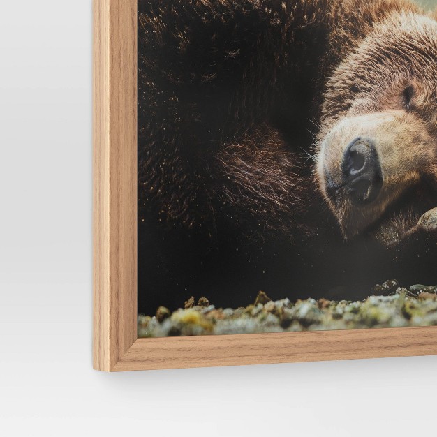 X 16 quot Bear Photography Framed Art Brown