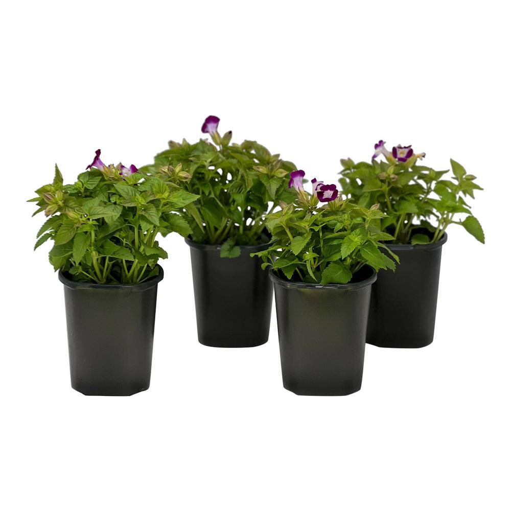 Pure Beauty Farms 1.38 Pt. Torenia Kauia Plant Magenta in 4.5 In. Grower's Pot (4-Plants) DC45TORMAG4