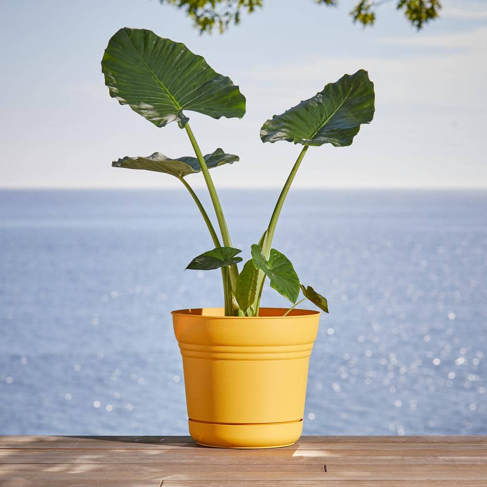 Bloem Saturn 14 in. Earthy Yellow Plastic Planter with Saucer SP1423