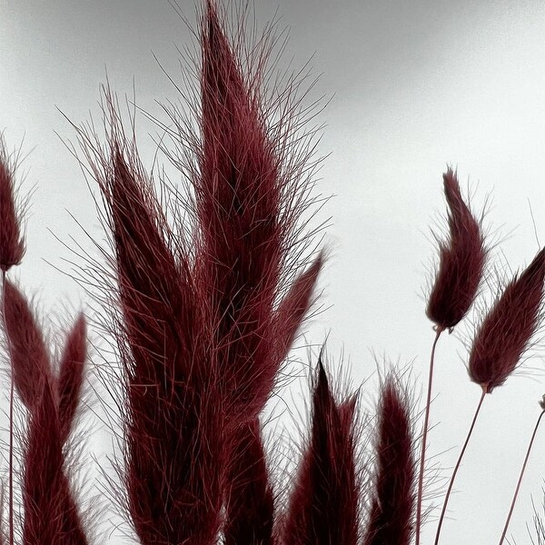 Bundle of 4 Bunch Dried Bunny Tails Grass2024 apx 1 oz