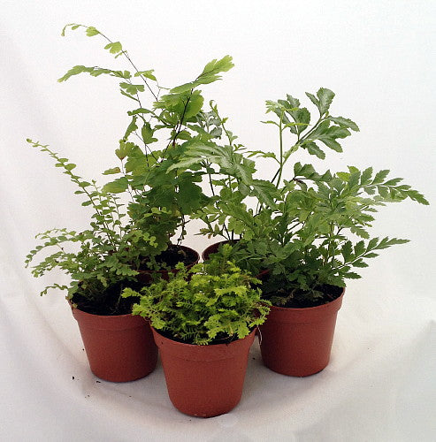 Mini Ferns for Terrariums/Fairy Garden - 5 Different Plants-2