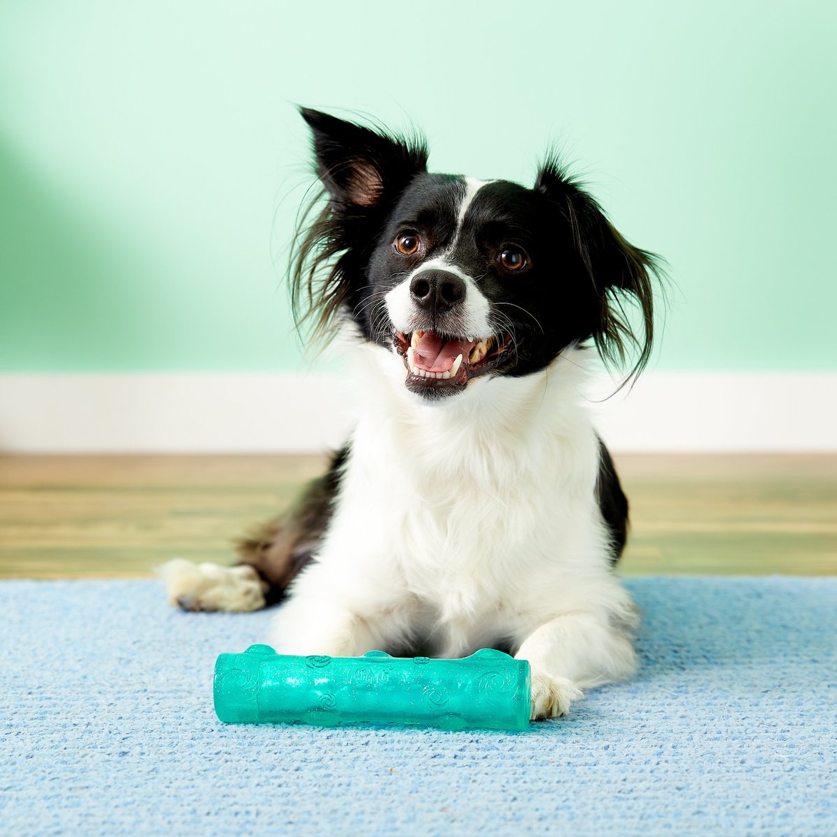 KONG Squeezz Crackle Stick for Dogs， Color Varies