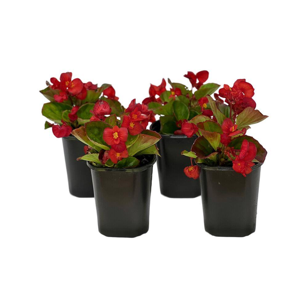 Pure Beauty Farms 1.38 Pt. Begonia Green Leaf Scarlet Flower in 4.5 in. Grower's Pot (4-Plants) DC45BEGGLS4