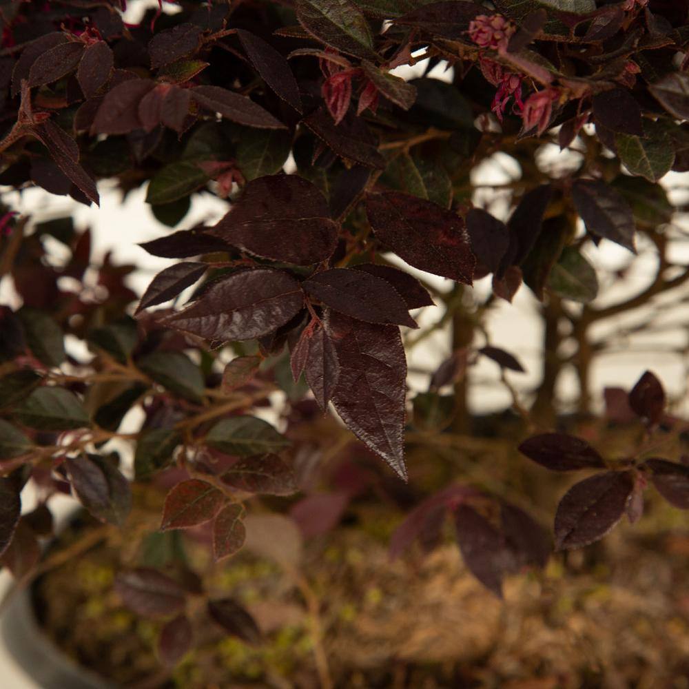 SOUTHERN LIVING 2 Gal. Purple Daydream Dwarf Loropetalum Evergreen Shrub with Purple Foliage Pink Ribbon Blooms 41992