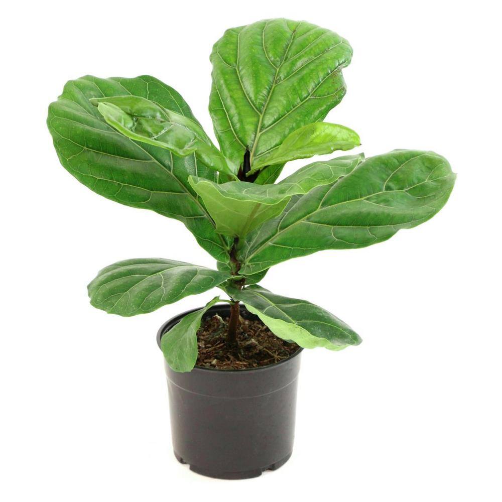 national PLANT NETWORK 10 in. Fiddle Leaf Fig Plant HD7668