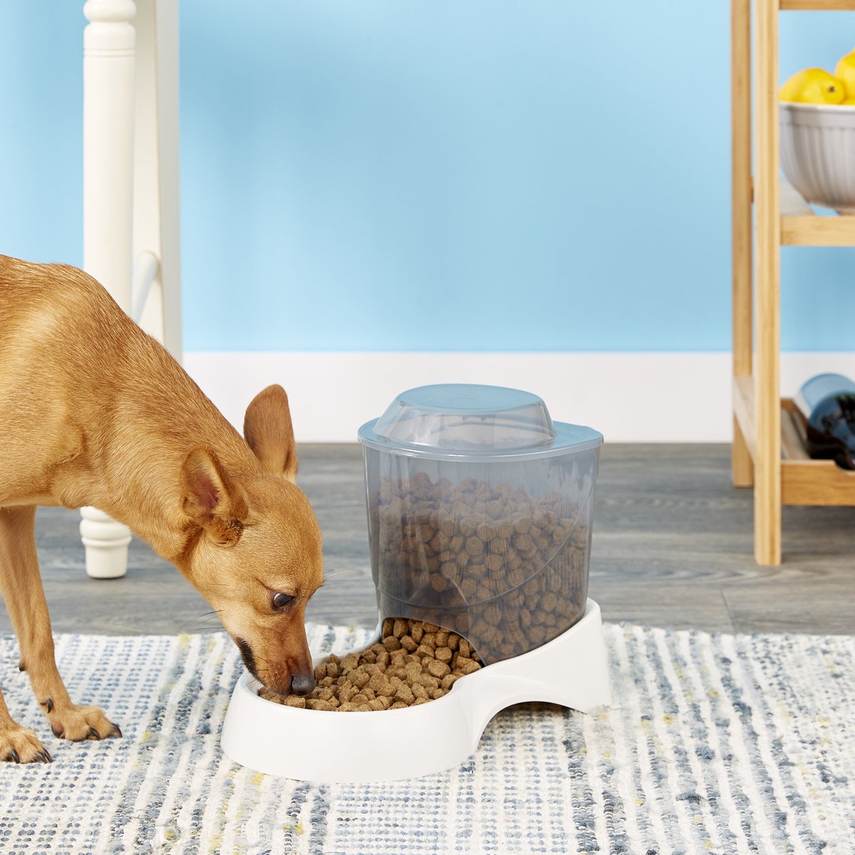 Van Ness Automatic Dog and Cat Feeder