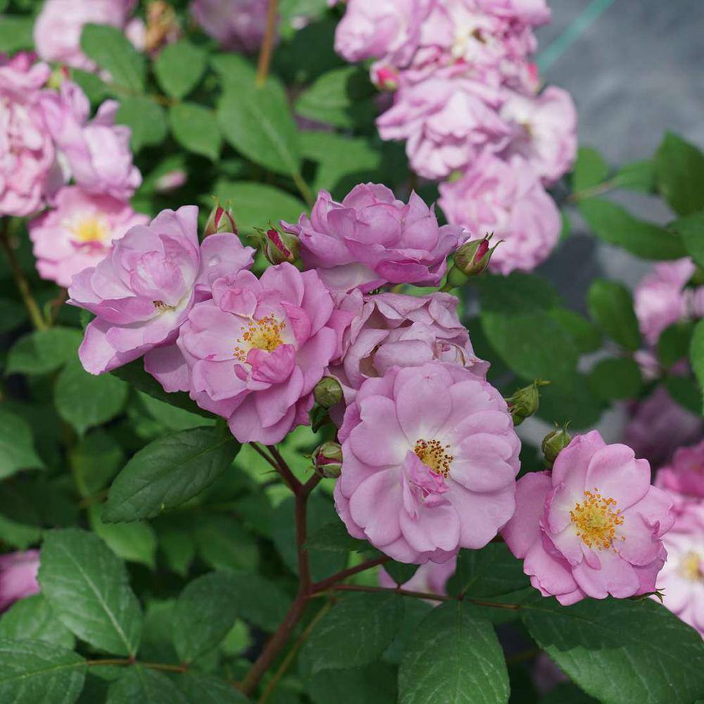 PROVEN WINNERS 1 Gal. Rise Up Lilac Days Rose (Rosa) Live Plant Shrub Purple Flowers ROSPRC2306101