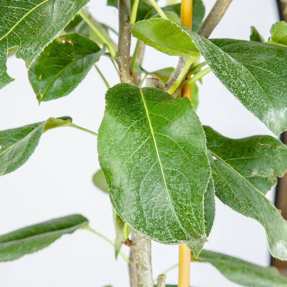 Perfect Plants 4-5 ft. Tall Shinko Asian Pear Tree in Grower's Pot Delicious Fruit THD00578