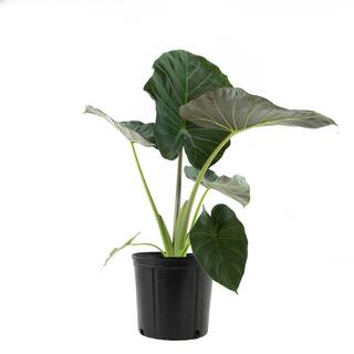 national PLANT NETWORK Regal Shield Elephant Ear Plant (Alocasia) in 10 in. Grower Container 1-Plant HD7753