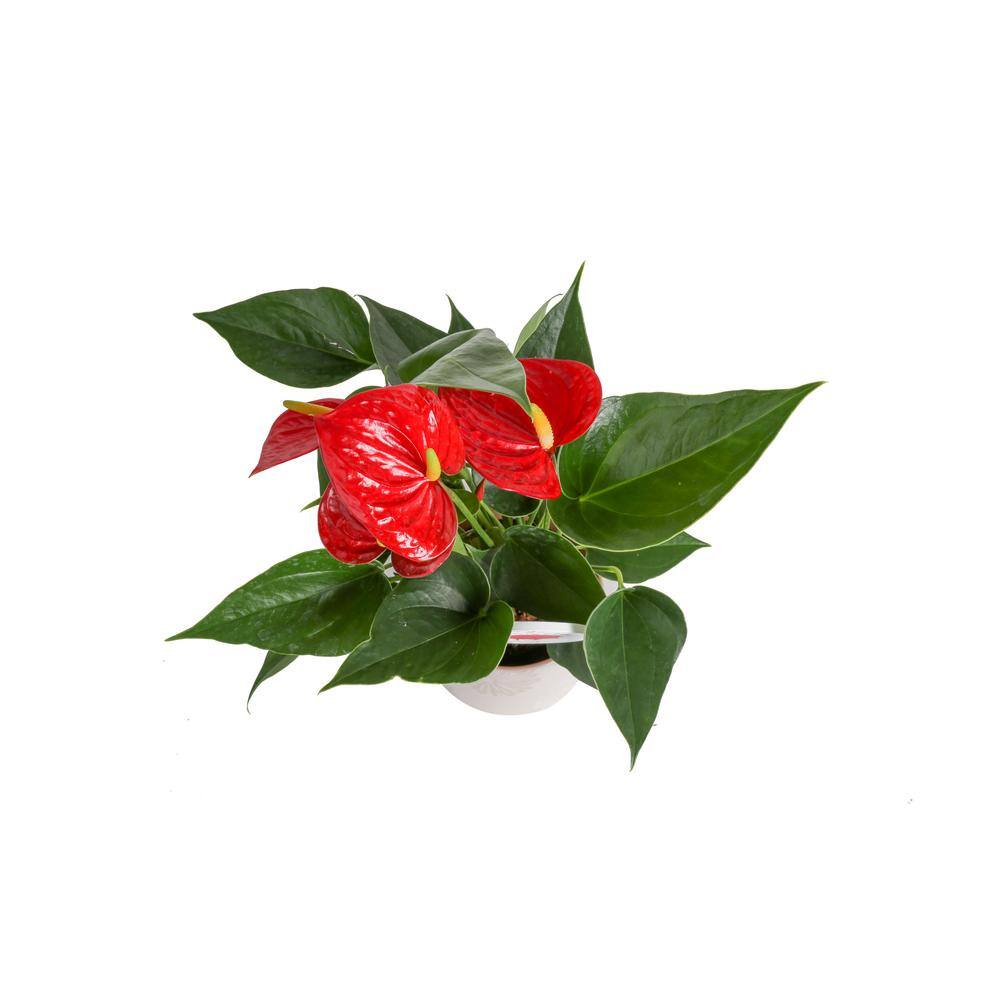 Costa Farms Blooming Anthurium Indoor Plant in 4 in. Premium Ceramic Pot Avg. Shipping Height 1-2 ft. Tall CO.AAD04SCH