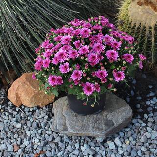 ALTMAN PLANTS 1 gal. Pink Mum Chrysanthemum (Single) 0881133