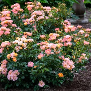 Drift 2 Gal. Peach Drift Rose Bush with Pink-Orange Flowers 13194