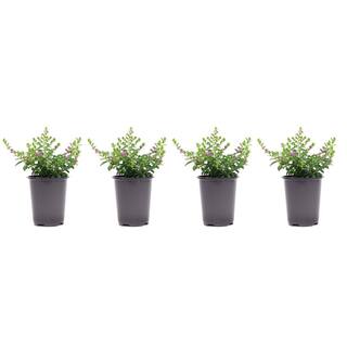 Vigoro 1.38 Pt. Cuphea Mexican Heather Plant in 4.5 in. Grower's Pot (4-Plants) DC45MEXHEATH4