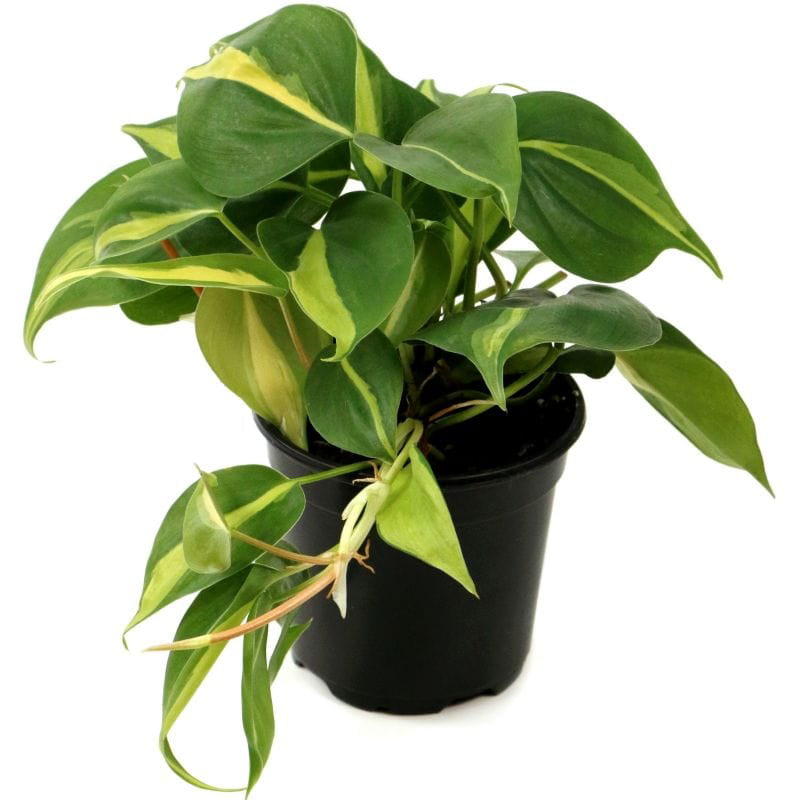 Philodendron 